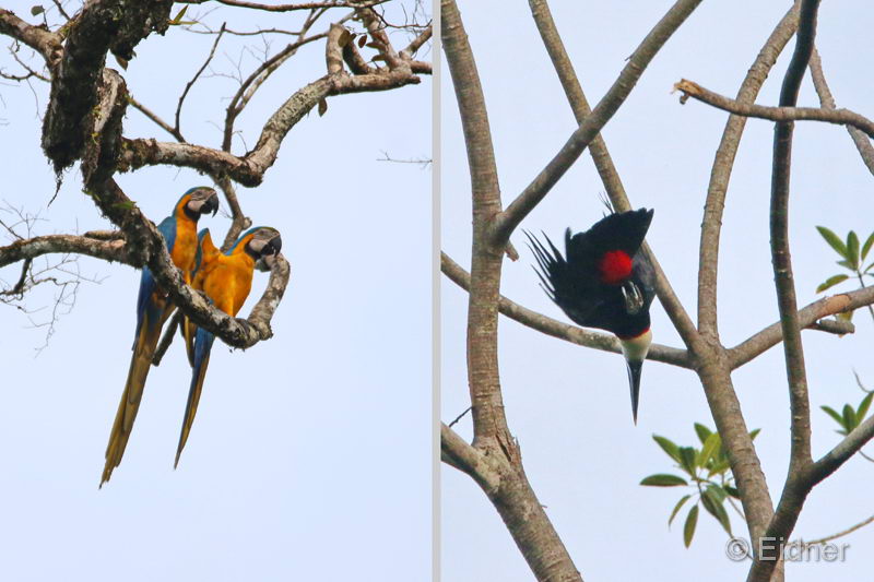 021_3001_IMG_0853_5215_IMG_0610_2HF