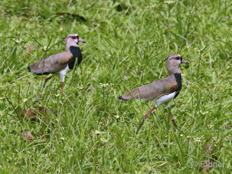 033_2203_Peru_IMG_1142_4zu3_Sp