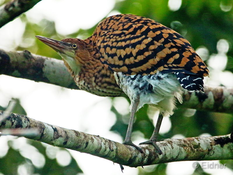 036_0706_Peru_IMG_1376_4zu3