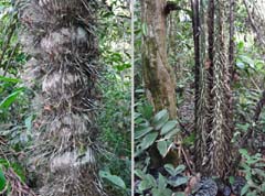 006_Peru_DSC01298_DSC01270_2HF_in4zu3