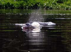 011_Peru_Albert_RosaFlussDelphine_101