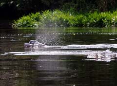 012_Peru_Albert_RosaFlussDelphine_102