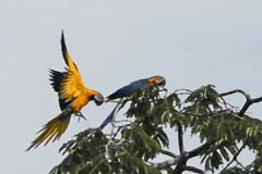 017_Aras zwei_KerstinB