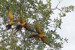 018_Aras drei_KerstinB