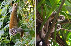 022_Affen_IMG_2975_Albert_2HF