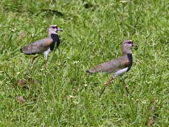 033_2203_Peru_IMG_1142_4zu3_Sp
