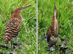 035_0706_Peru_IMG_1272_Peru_IMG_1224_2HF_in4zu3