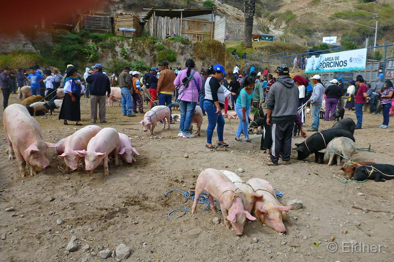021_Otavalo_P1260615_3zu2