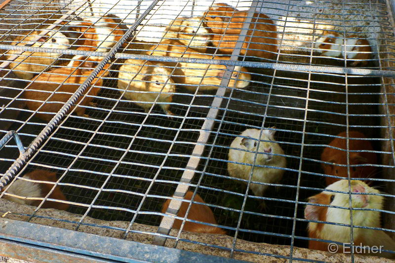 030_Cuy_P1260555_3zu2