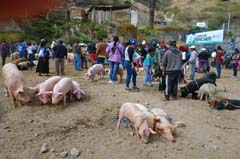 021_Otavalo_P1260615_3zu2