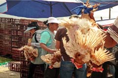 024_Otavalo_DSC00229_3zu2