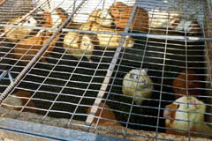 030_Cuy_P1260555_3zu2