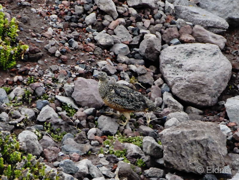 019_1907_Chimborazo_Kerstin_Webausschnitt