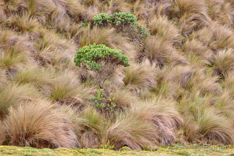 037_CajasNP_DSC04089_3zu2