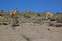 015_Vikunja_DSC02880_3zu2