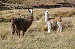 016_Alpaco_DSC02856_3zu2