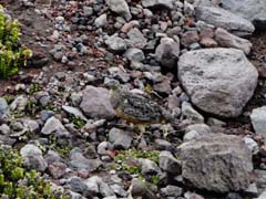 019_1907_Chimborazo_Kerstin_Webausschnitt