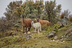 032_CajasNP_IMG_0133