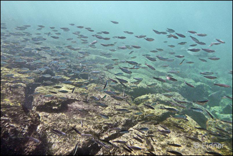 01_Galapagos_Joerg_13b