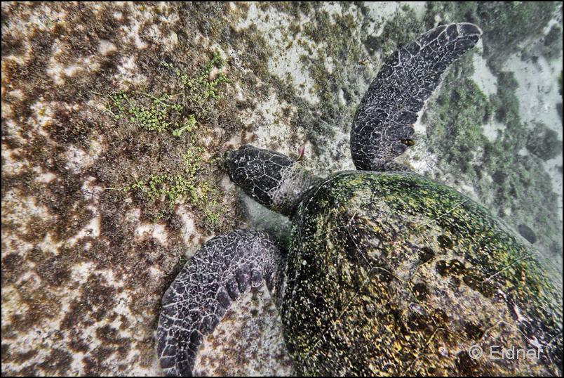 02_Galapagos_Joerg_11b 