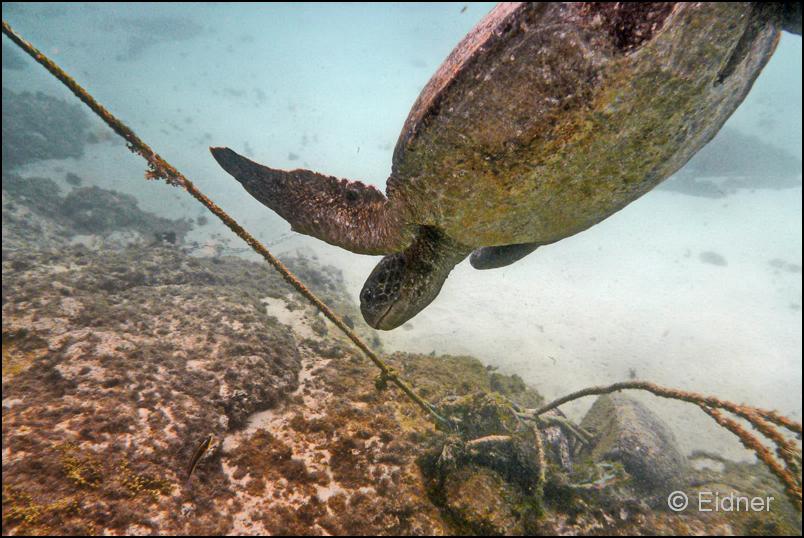 03_Galapagos_Joerg_09b