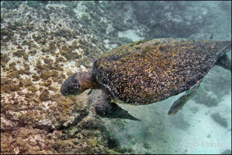 04_Galapagos_Joerg_07