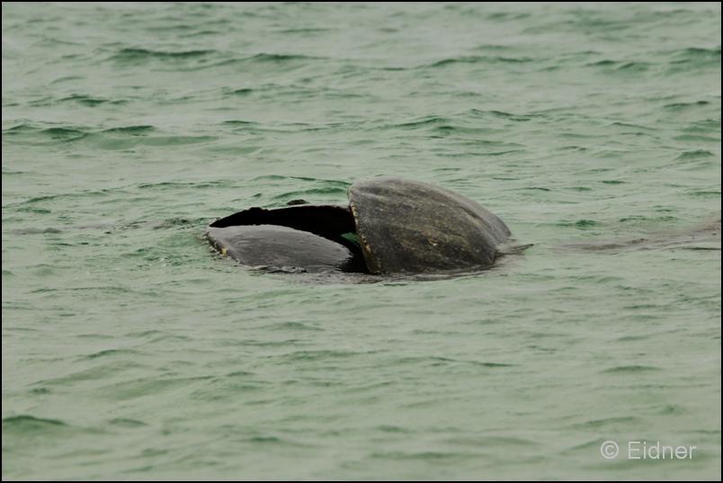 05_Galapagos_IMG_4731