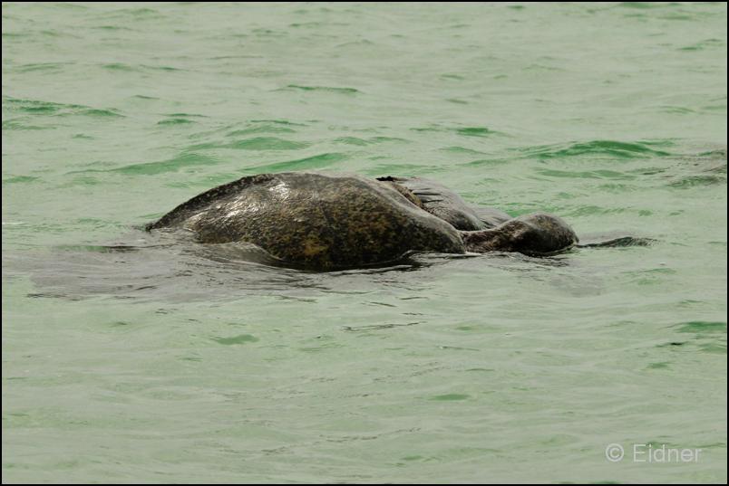 06_Galapagos_IMG_4754