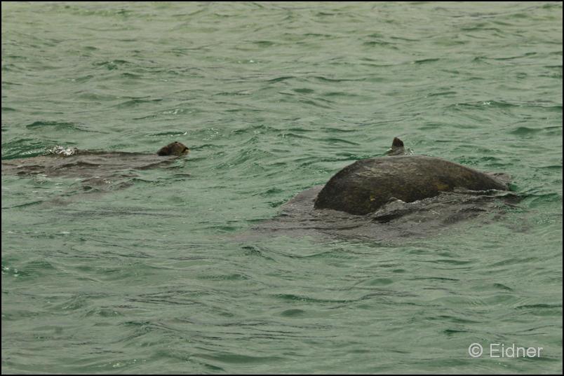 08_Galapagos_IMG_4819