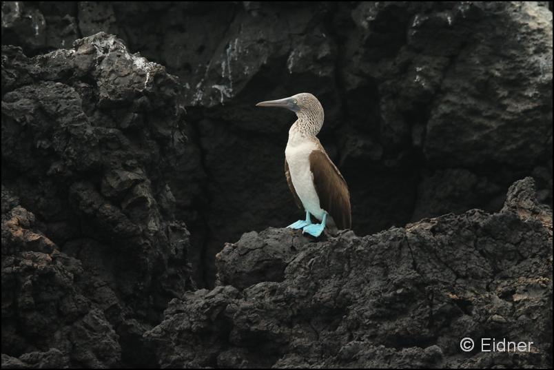 09_Galapagos_IMG_4621