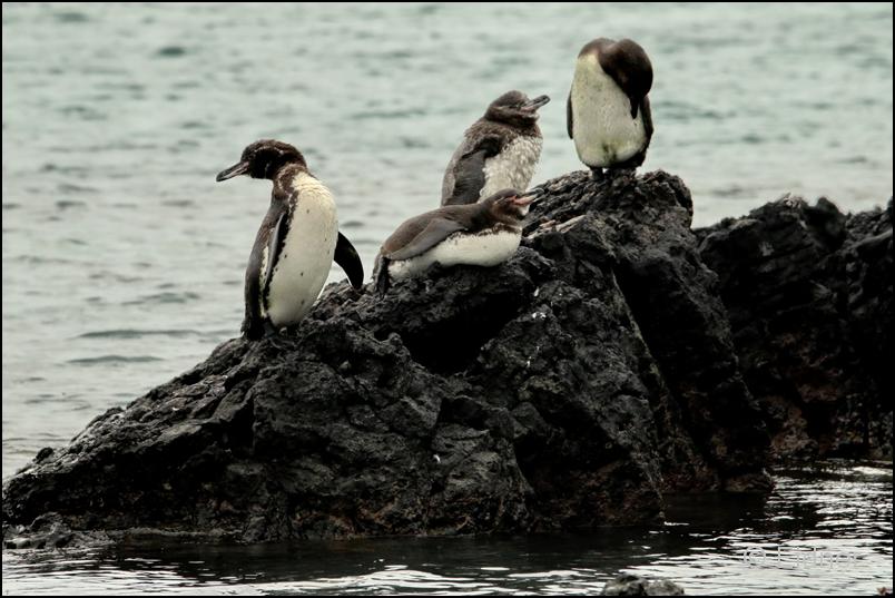 10_Galapagos_IMG_4547