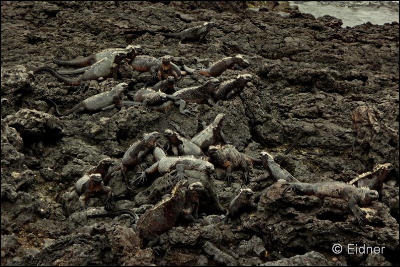 13_Galapagos_DSC05680