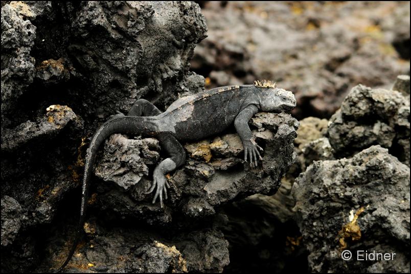 14_Galapagos_IMG_4836