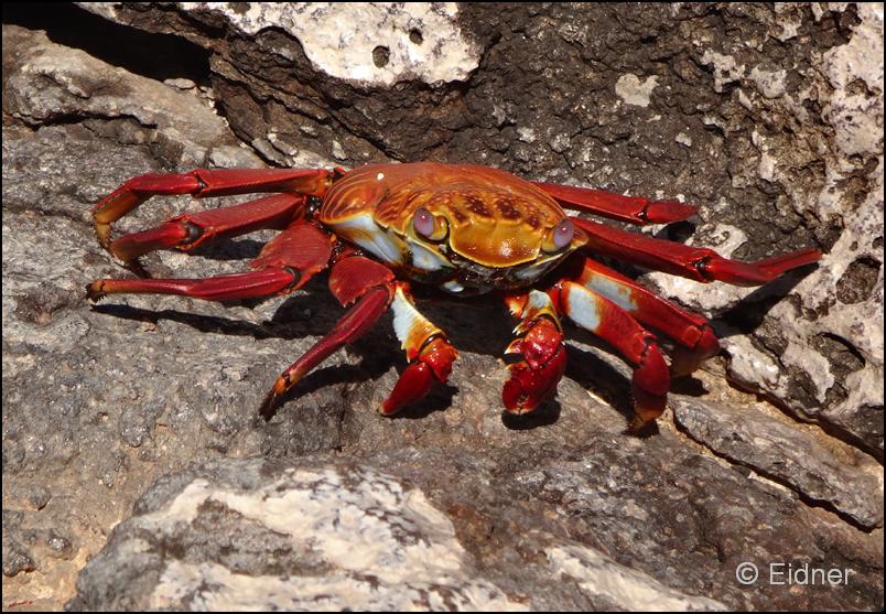 22_Galapagos_DSC05875