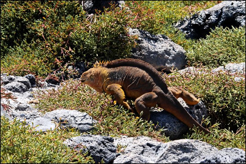 23_Galapagos_IMG_6299