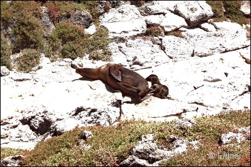 25_Galapagos_DSC05932