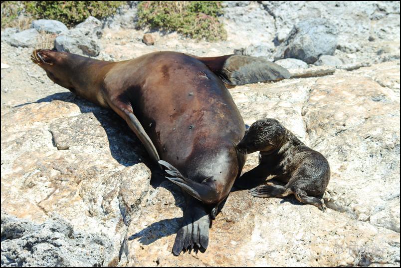 26_Galapagos_IMG_6230