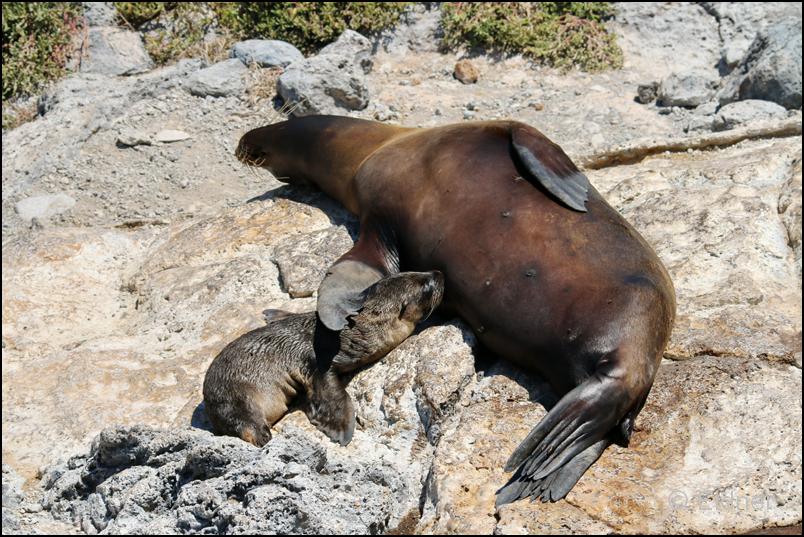 27_Galapagos_IMG_6260