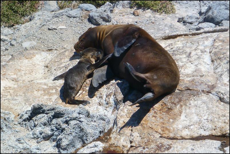 28_Galapagos_P1290809