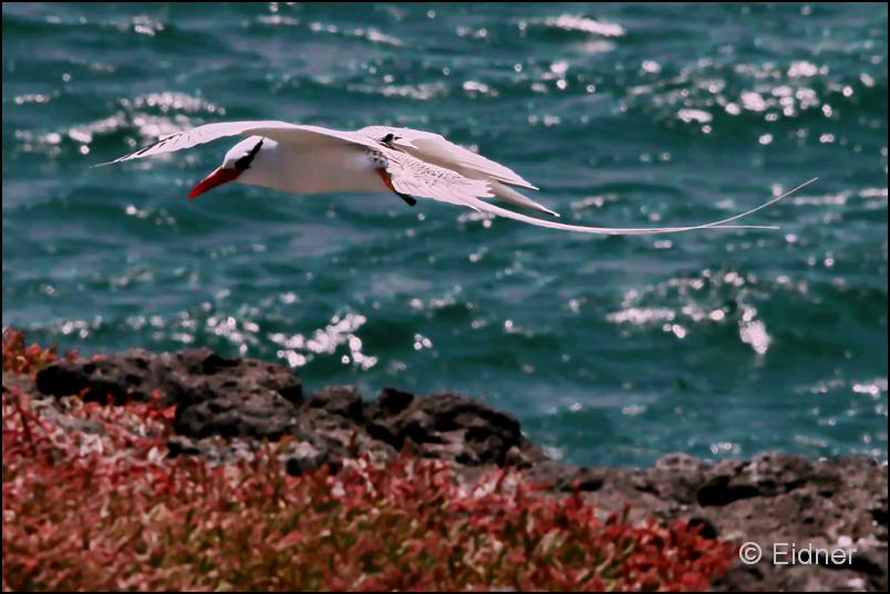 30_Galapagos_IMG_6694