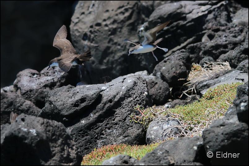 32_Galapagos_IMG_6904