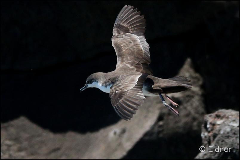 33_Galapagos_IMG_6898