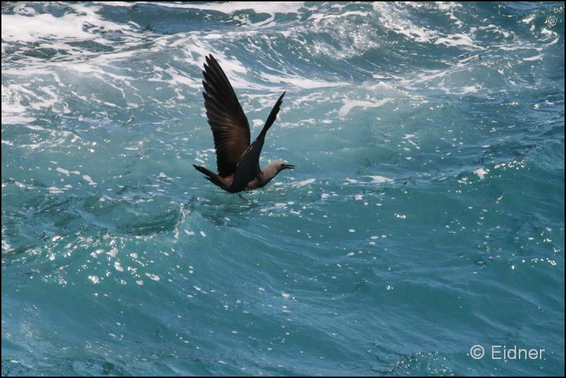 34_Galapagos_IMG_6734a