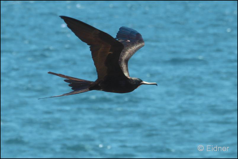 35_Galapagos_IMG_6830