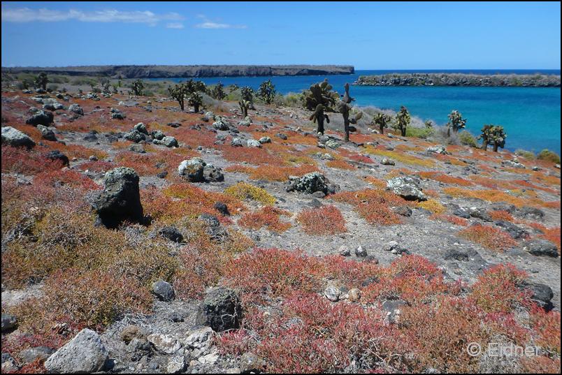 38_Galapagos_P1290823