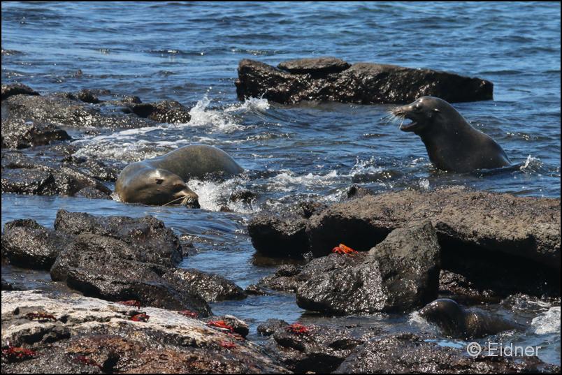 40_Galapagos_IMG_7011