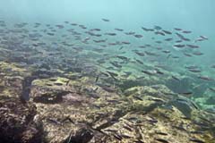 01_Galapagos_Joerg_13b