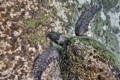 02_Galapagos_Joerg_11b 