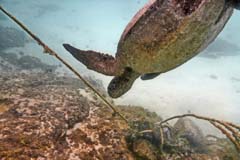 03_Galapagos_Joerg_09b