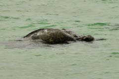 06_Galapagos_IMG_4754